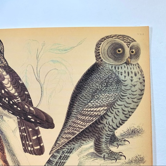 Vintage Wild Owl Scientific Chart Print 8x10 - Picture 3 of 6